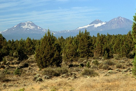 Juniper woodlands in dry, orange soil. Blue sky and lots of sun cover the mountains behind.
