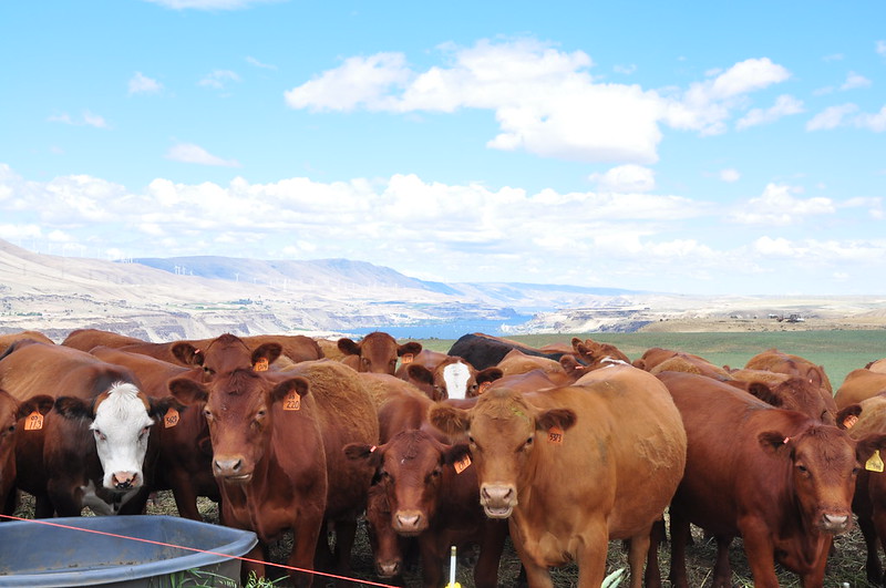 A group of cattle standing near a plastic watering trough