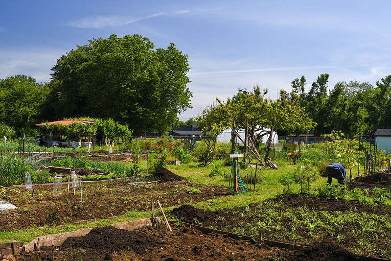 A person bends over a plot in a large community garden
