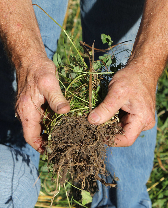A person holding a clump of plant roots that still have soil attached.