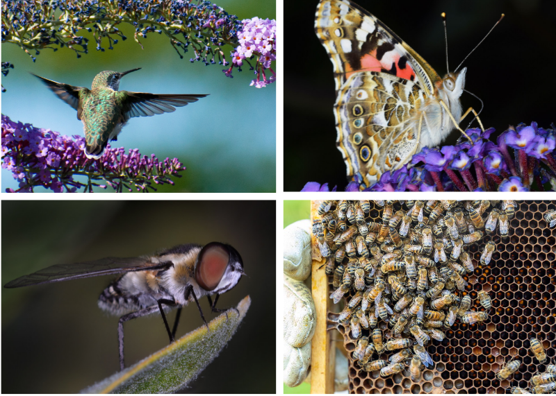 A grid of pollinating insects, including a flower fly, hummingbird, butterfly, and honeybees.
