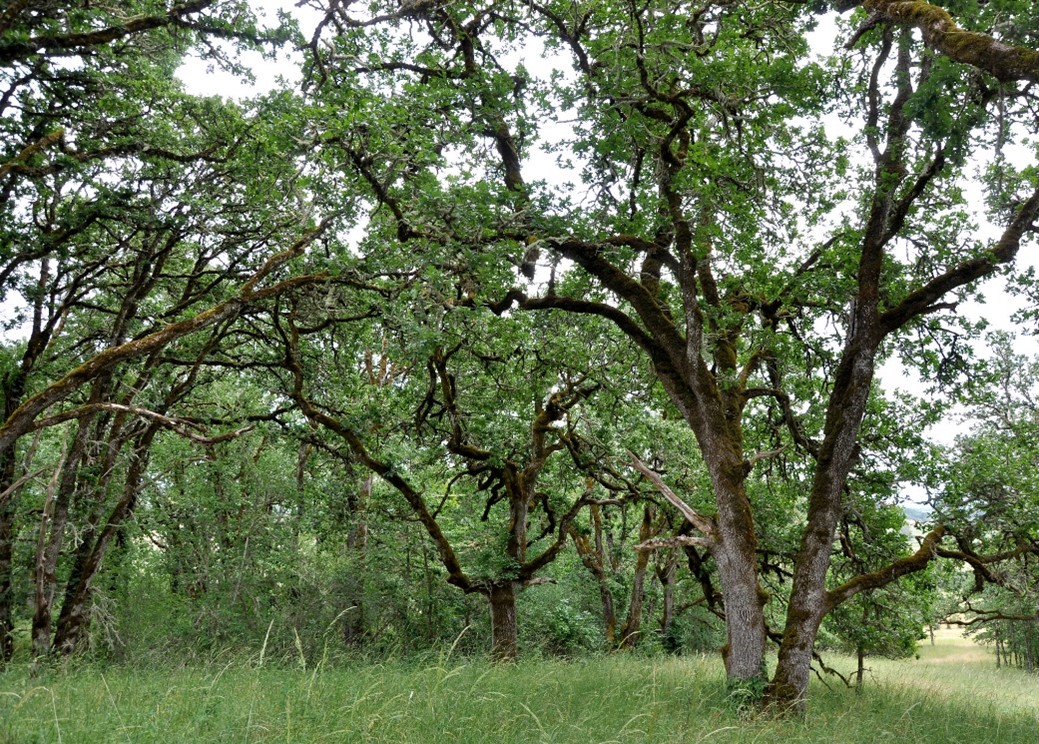 Large oaks grow above and shade green grass.