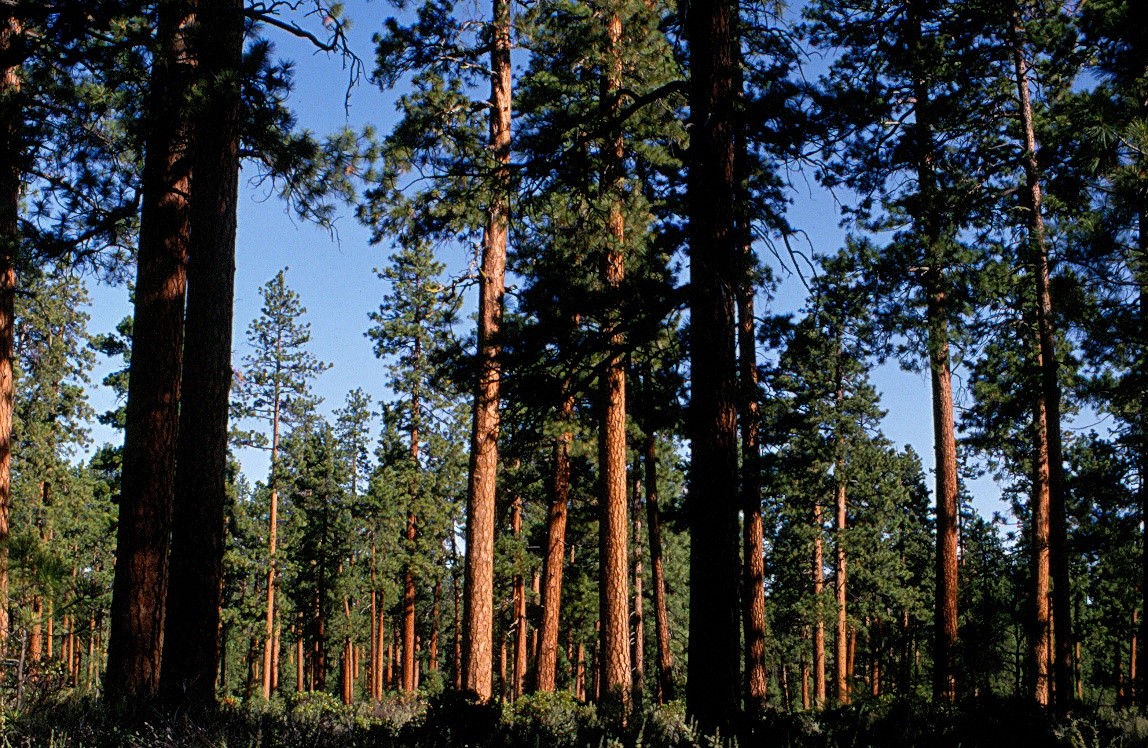 A stand of ponderosa pine trees in full sunlight