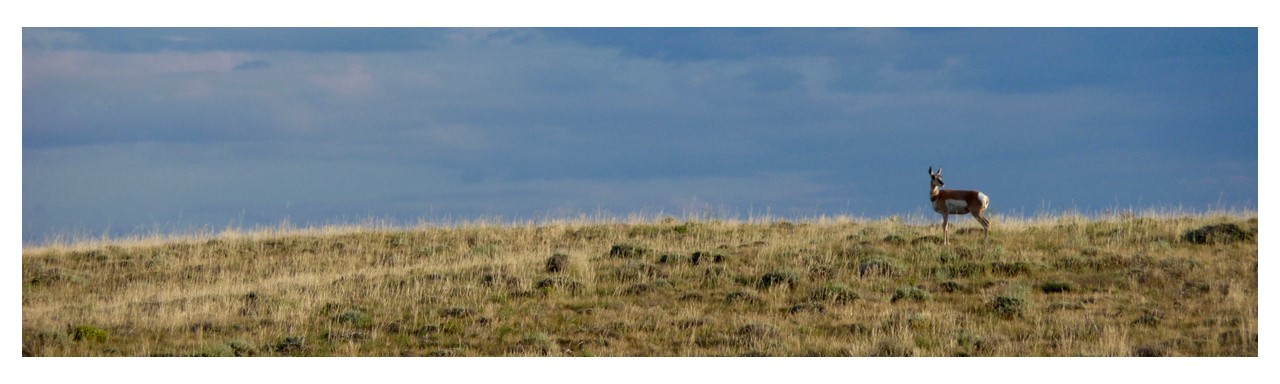 Pronghorn antelope on Native Rangeland
