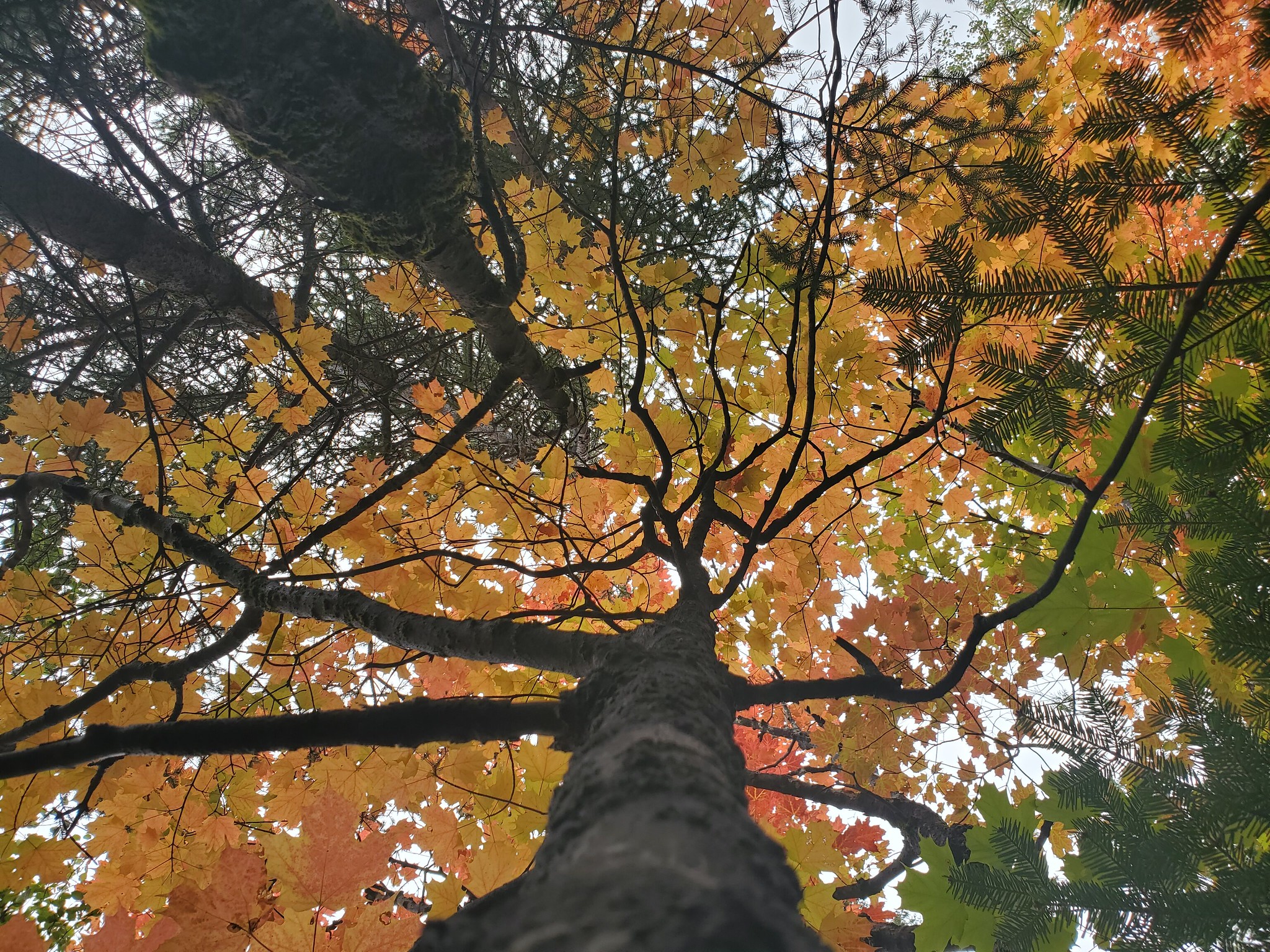 looking up at a maple tree