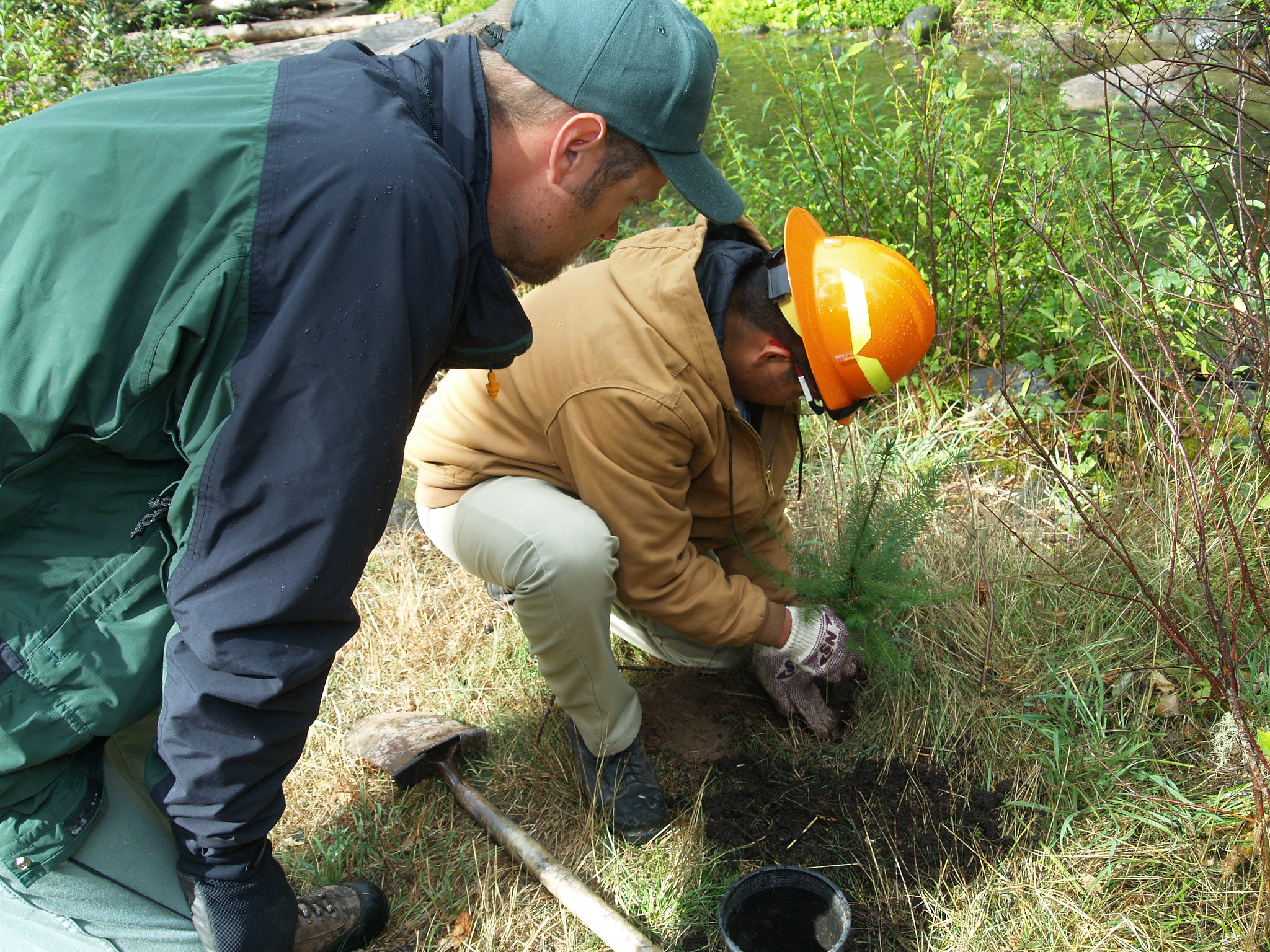 Tree planting near a stream