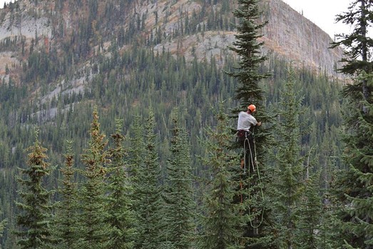 A man climbs a subalpine fir tree in front of a large forest of firs and a mountain in the background.