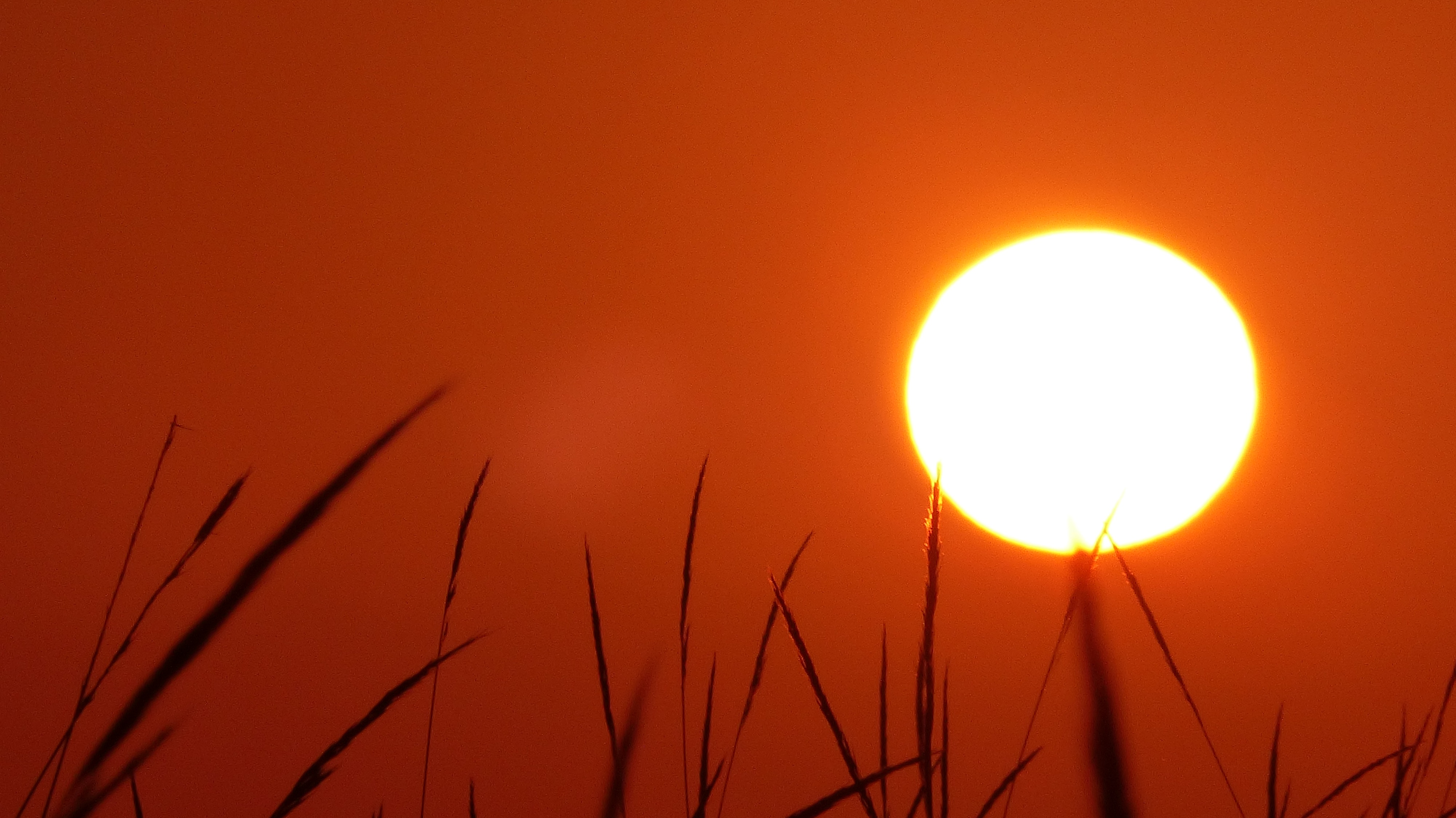 The sun rising over a field of grass.