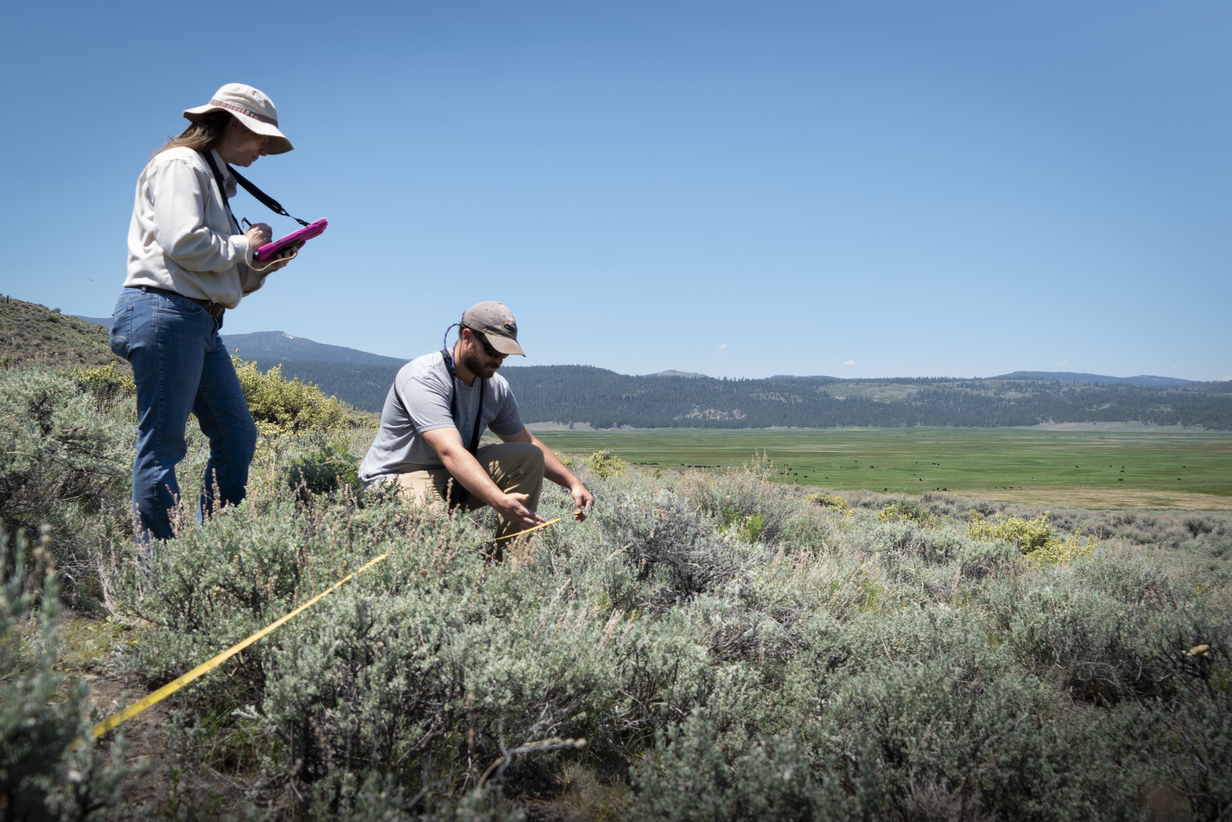 Two people measuring sagebrush. A woman holds a tablet and a man uses a measuring tape.