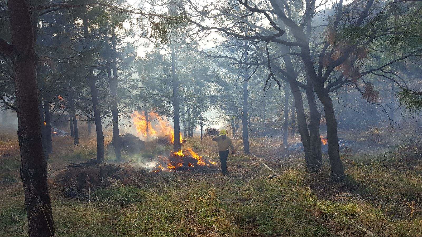 A man walking away from a burning pile of wood in a forest.