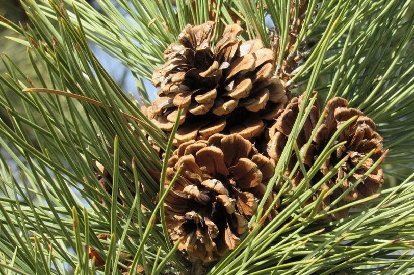 a ponderosa pine cone in a tree