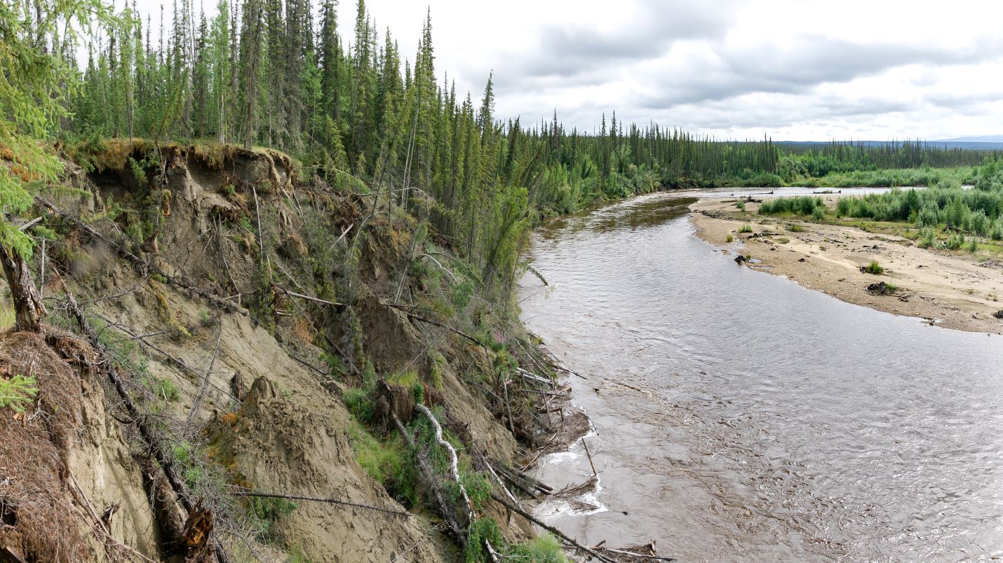 Trees slump over a cliff into a river in Alaska. 