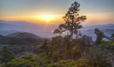 An image of a conifer tree on the top of a mountain. Below are green forests. A sunset shines in the background.