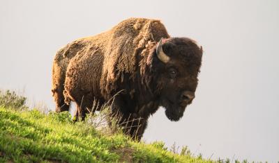Bison, Yellowstone National Park. NPS Photo/David Restivo