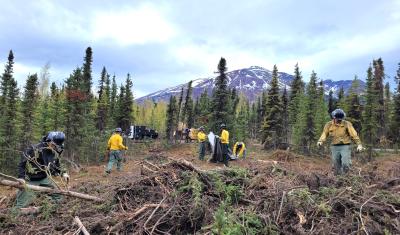 The Denali Wildland Fire Module from the Chugachmiut organization are shown collecting slash and transporting it to the woodchipper. Partnerships such as these support the Forest Service in their effort to improve safety by removing hazard trees and brush from public lands.