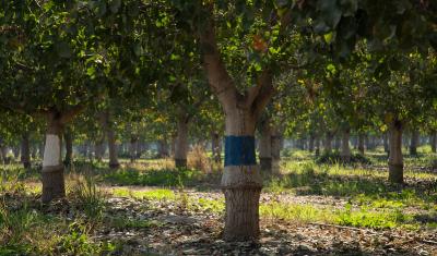 California almond orchard