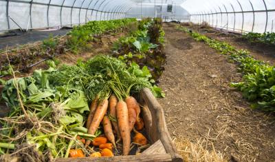 carrots in a box in front of rows of leafy vegetables growing in a high tunnel