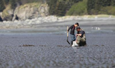 A parent and child on a flat, muddy beach. The child holds a shovel and they have a white bag sitting in front of them. Around them are small holes