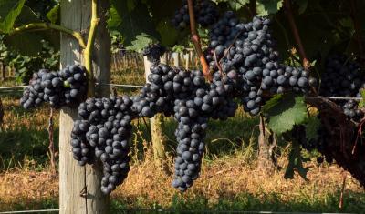 grape vines in Manheim, PA. 