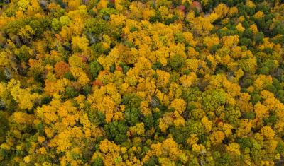 Fall color near Shelburne, Massachusetts, on October 16, 2019. USDA Photo by Lance Cheung.