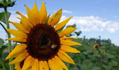 Bees pollinate a sunflower