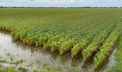 A thunderstorm adds more water to farm fields already saturated with days of heavy rain, during the past week in Bloomington, TX on June 3, 2021. 