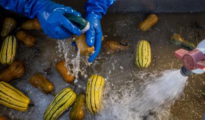 Sang Lee Farms staff clean freshly picked Squash, in Peconic, New York, November 5, 2021.