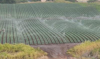 Sprinkler irrigation over leafy greens in the Salinas Valley, CA