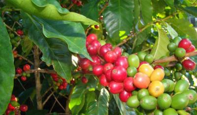 Coffee ripens on a bush. Photo credit Edwin Mas.