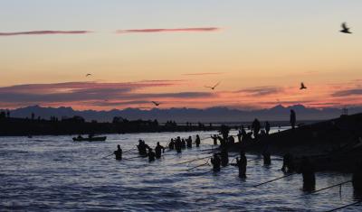 An image of people standing in a river at sunset. Many are using dipnets to fish. Birds fly through the sky above.