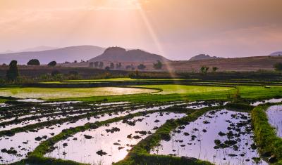 lush rice field 