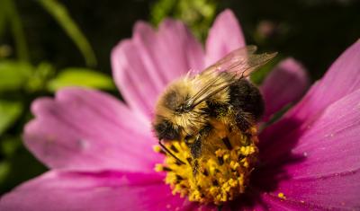 A bumblebee collects pollen from a pink flower. 