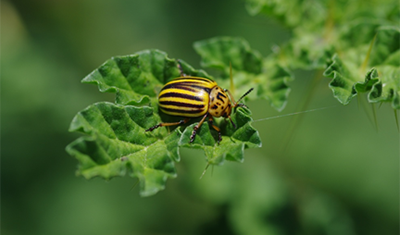 Picture of Colorado potato beetle by Victor Izzo