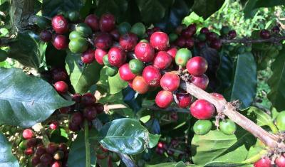 Coffee berries on a coffee plant, with green and orange berries, and red and cherry red berries.