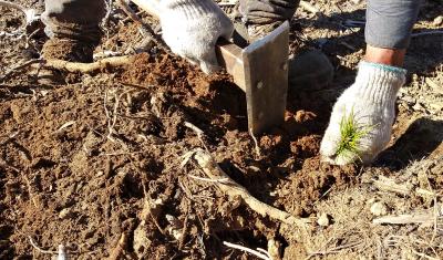 A person plants a conifer seedling into soil using a tool.