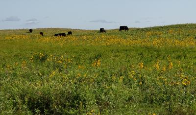 Example of the northern mixed-grass prairie in central North Dakota with cattle grazing in the background.