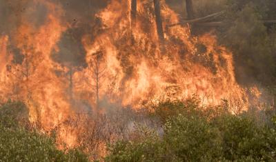 A wildfire burns through green brush