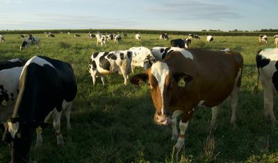 Cows on pasture at Fair Hill Farms 