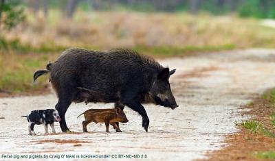 Feral pig and piglets by Craig O Neal is licensed under CC BY-NC-ND 2.0