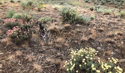 Forb and grass diversity, as show in the photo, is important in maintaining ecosystem resiliency, pollinator health and needed habitat for sagebrush ecosystem obligate species (e.g., Greater sage grouse, pygmy rabbit).