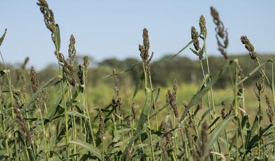 Japanese millet being grown at the University of Rhode Island Agronomy Farm