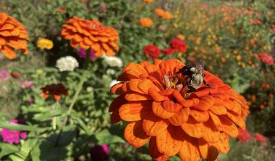 Bumble bee on zinnia collects pollen and nectar at a Vermont cut flower farm.