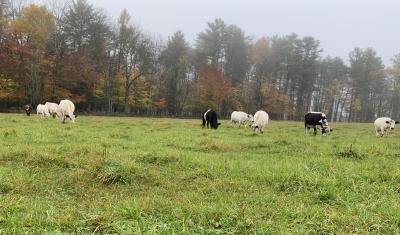 Cows on pasture. Image Credit: The Gentiles