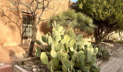 Juniper, yucca, opuntia and desert willow in front of an adobe house in New Mexico