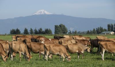 A dozen brown cows graze a green pasture. Mt. Baker stands in the background capped in snow.