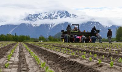 People plant seedlings in a field in front of large mountains in Palmer, AK.