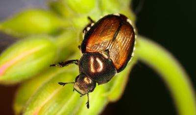 Climate Change Impacts on Japanese Beetle | USDA Climate Hubs