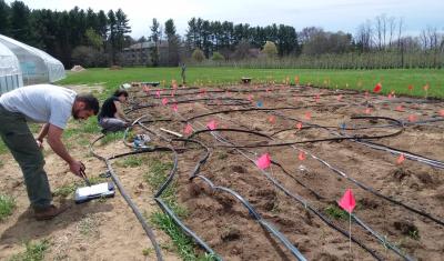 Researchers set up on-farm soil moisture monitoring with drip irrigation