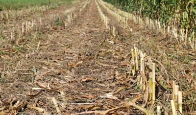 Roller crimping cover crops and keeping the soil covered and no-till drilling corn into the soil as seen in this picture has many benefits. 