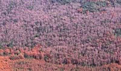 Southern pine beetle damaged forest land